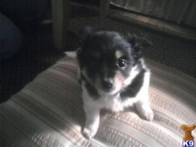 Puppies in NJ